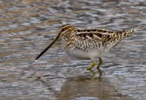 Snipe - Spring Creek Ranch, Jackson Hole, WY