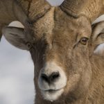 Big Horn Sheep