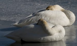 Swans - Spring Creek Ranch, Jackson Hole, WY