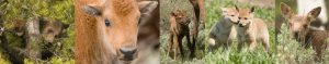 Newborn Animals - Spring Creek Ranch, Jackson, WY