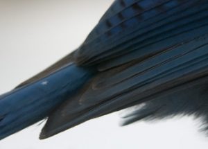 Steller's Jay - Spring Creek Ranch, Jackson Hole, WY