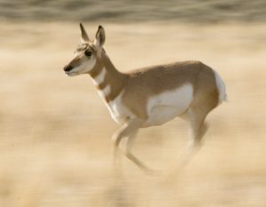 Jackson Hole Pronghorn - Spring Creek Ranch