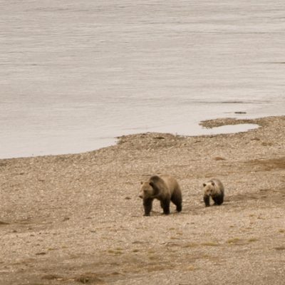 Awakening Wildlife; Wolf and Bear Safari Package