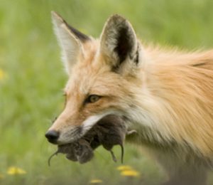 Red Fox - Spring Creek Ranch, Jackson Hole, WY