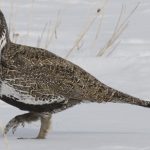Sage Grouse