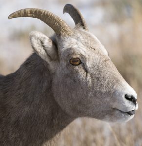 bighorn sheep - Spring Creek Ranch, Jackson Hole, WY
