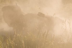 Bison Rut - Spring Creek Ranch, Jackson Hole, WY