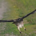 Northern Harrier