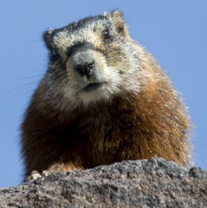 Marmot - Spring Creek Ranch, Jackson Hole, WY