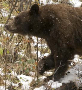 Bear - Spring Creek Ranch, Jackson, WY