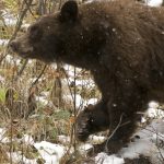 Bears Awake from Hibernation