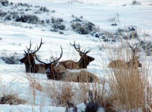 Spring Creek Ranch Elk in Winter