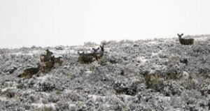 Mule Deer in Jackson Hole's Spring Creek Ranch