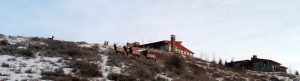 Spring Creek Ranch Wildlife