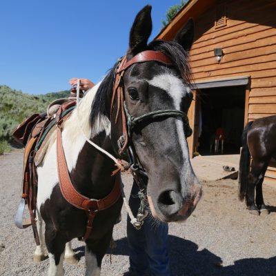 Horseback Riding