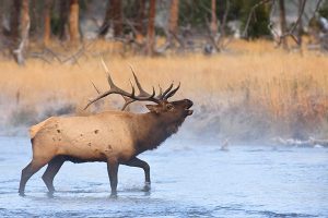 fall in jackson hole