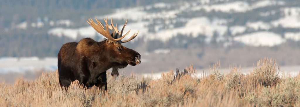 moose-01