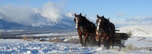 Holiday Vacation Specials