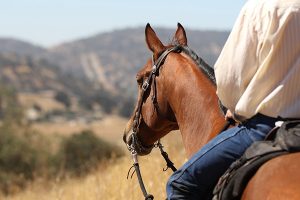horseback riding in jackson hole