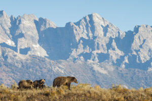 Private Yellowstone Wolf and Bear Safari – Fall