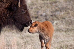 Rising Stars of Wyoming