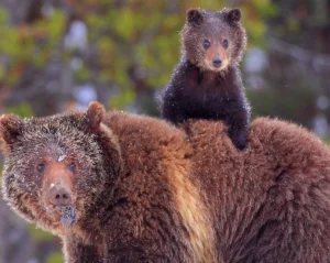 The Best of Yellowstone