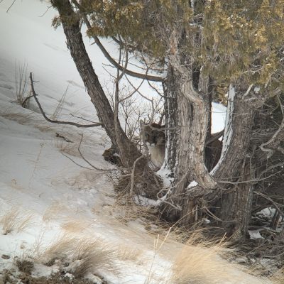 Mountain Lion Sighting In Jackson Hole