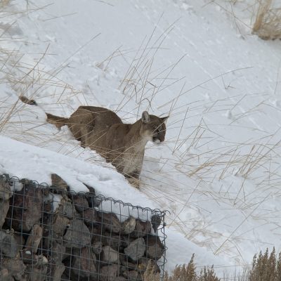Mountain Lion Sighting In Jackson Hole
