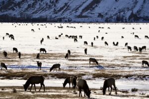 The Safari Sleigh Ride