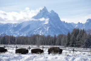 Winter Wildlife Escape