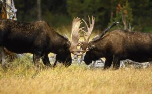 The Best of Grand Teton National Park